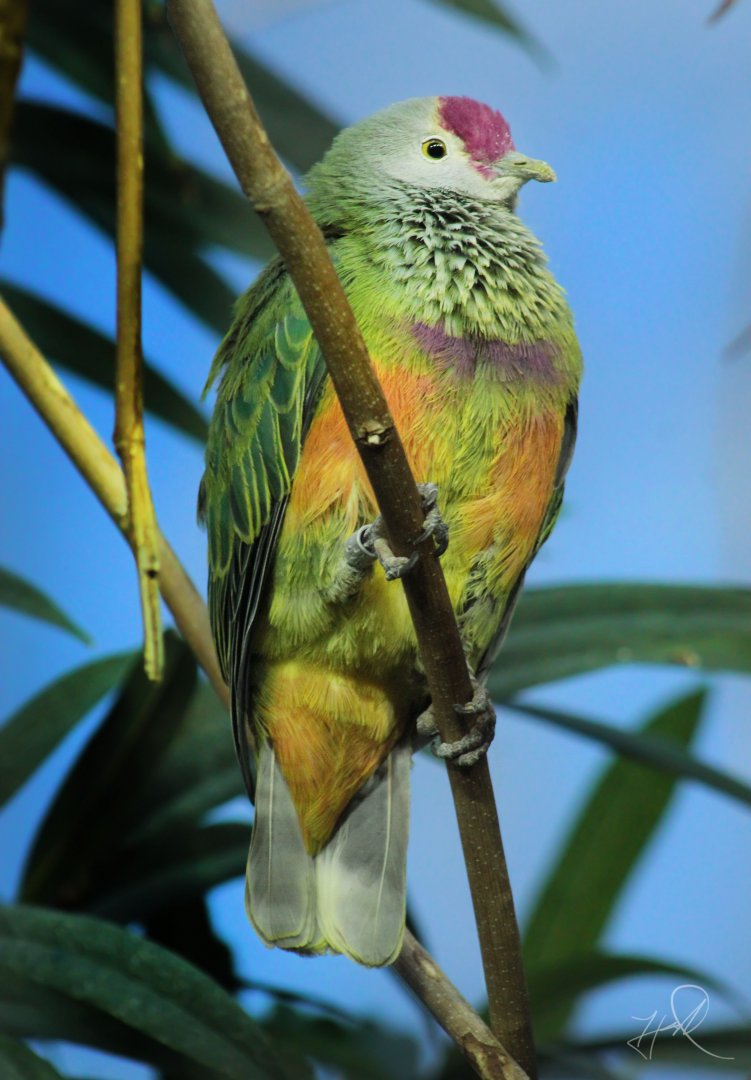 Feb. 2018 - Islands - Islands Pavilion - Mariana Fruit Dove