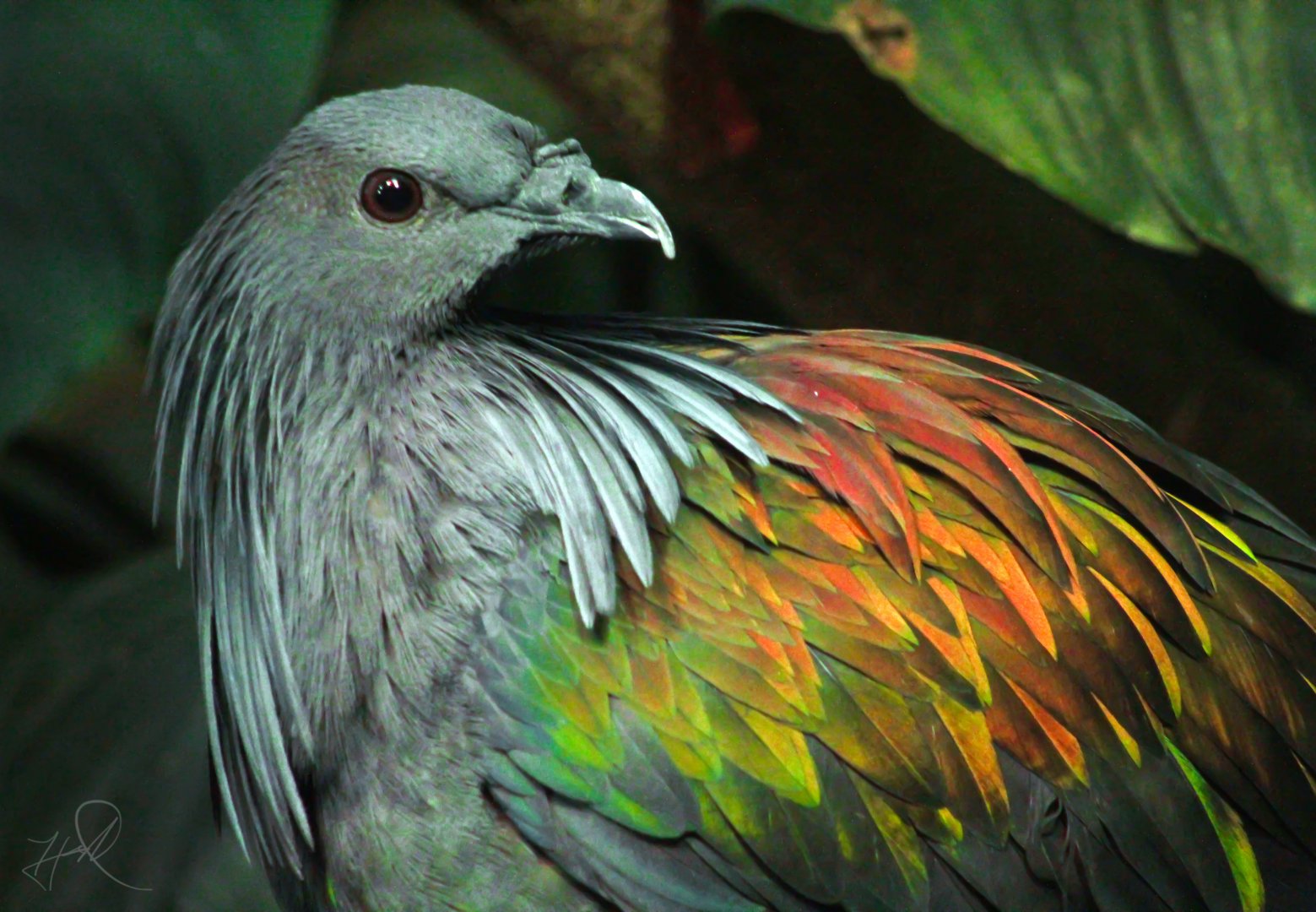 Feb. 2018 - Islands - Islands Pavilion - Nicobar Pigeon