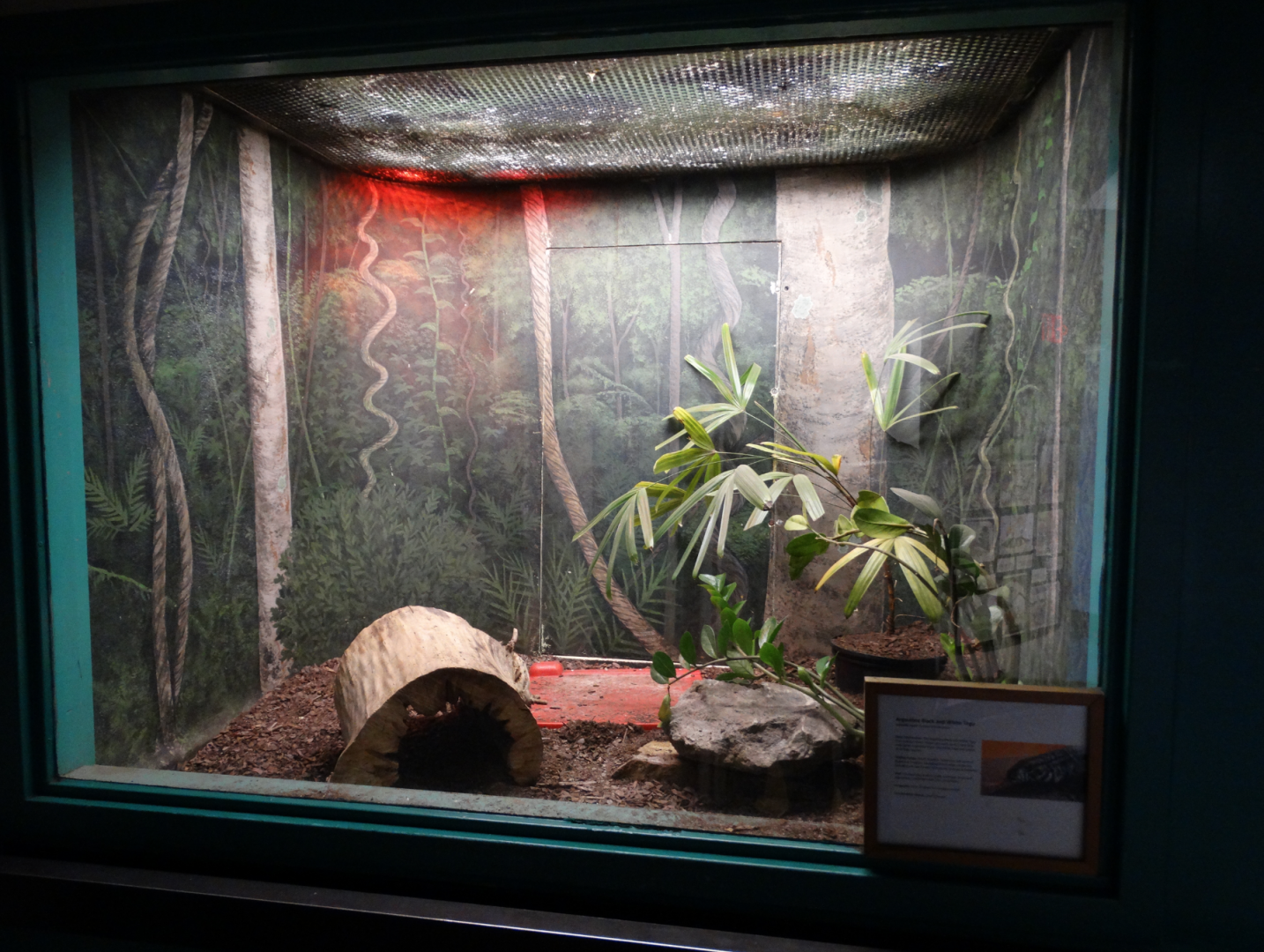 Feb. 2018 - MetaZoo Education Center - Argentine Black-and-White Tegu Exhibit