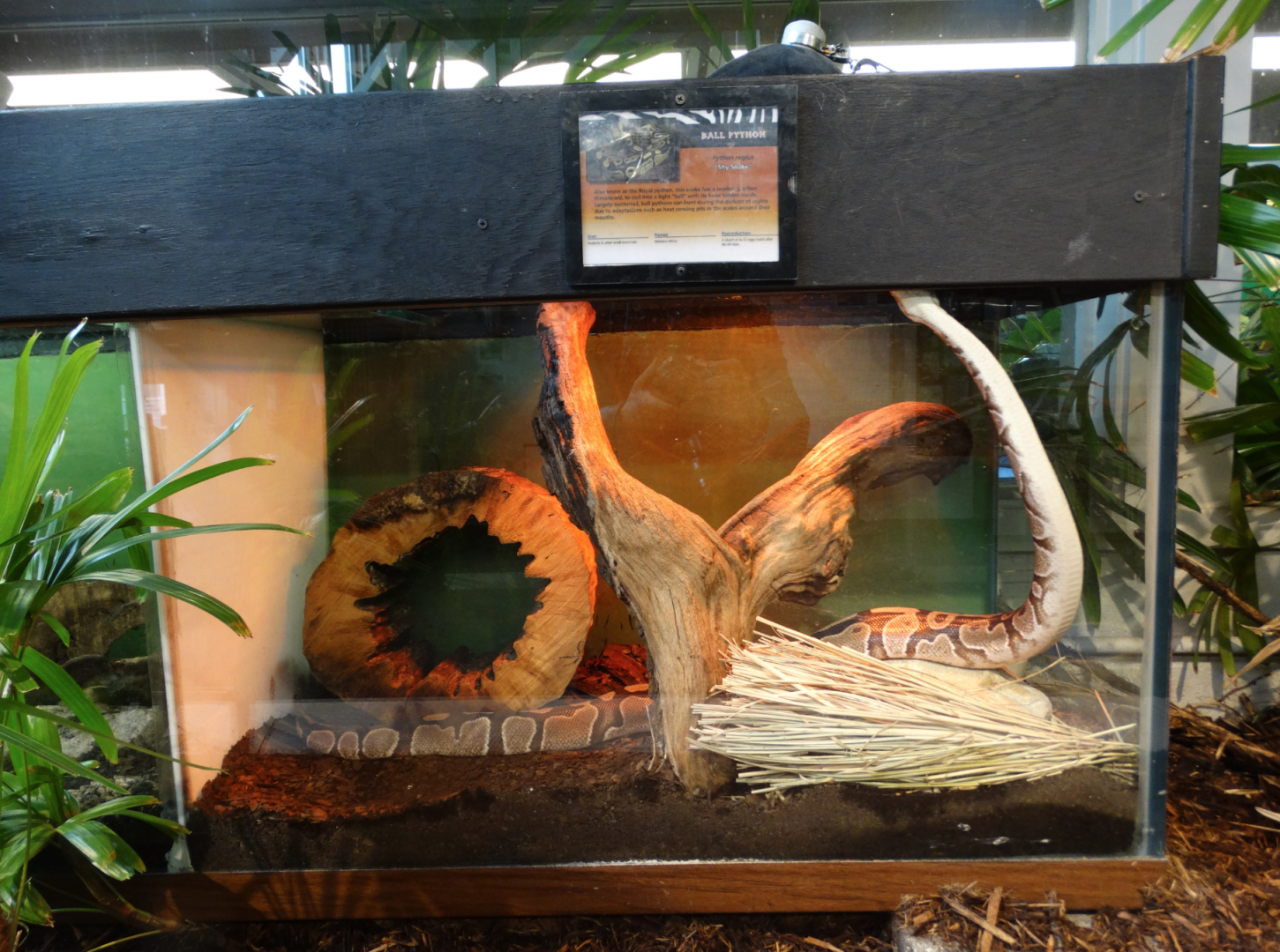 Feb. 2018 - MetaZoo Education Center - Ball Python Exhibit