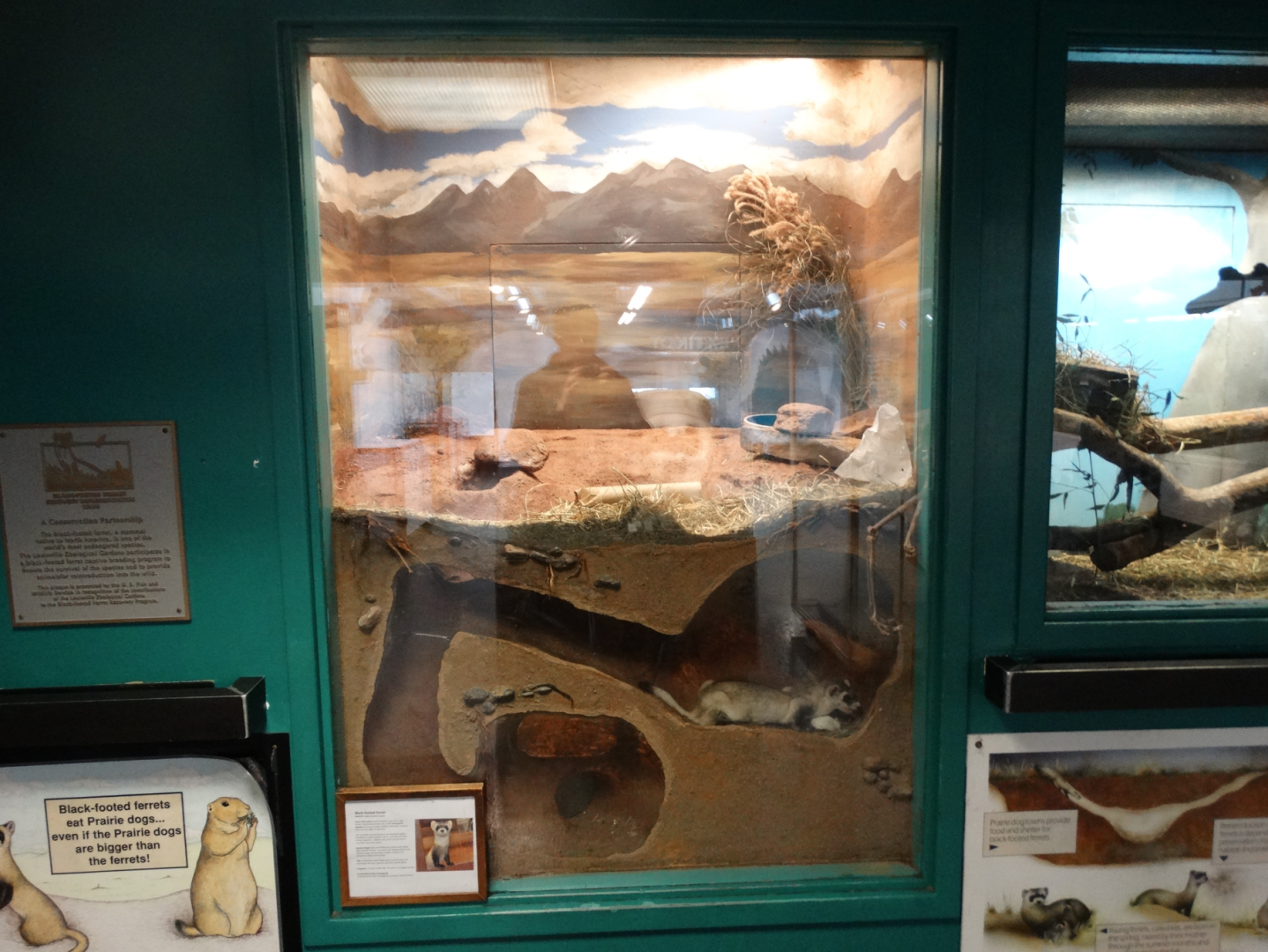 Feb. 2018 - MetaZoo Education Center - Black-footed Ferret Exhibit