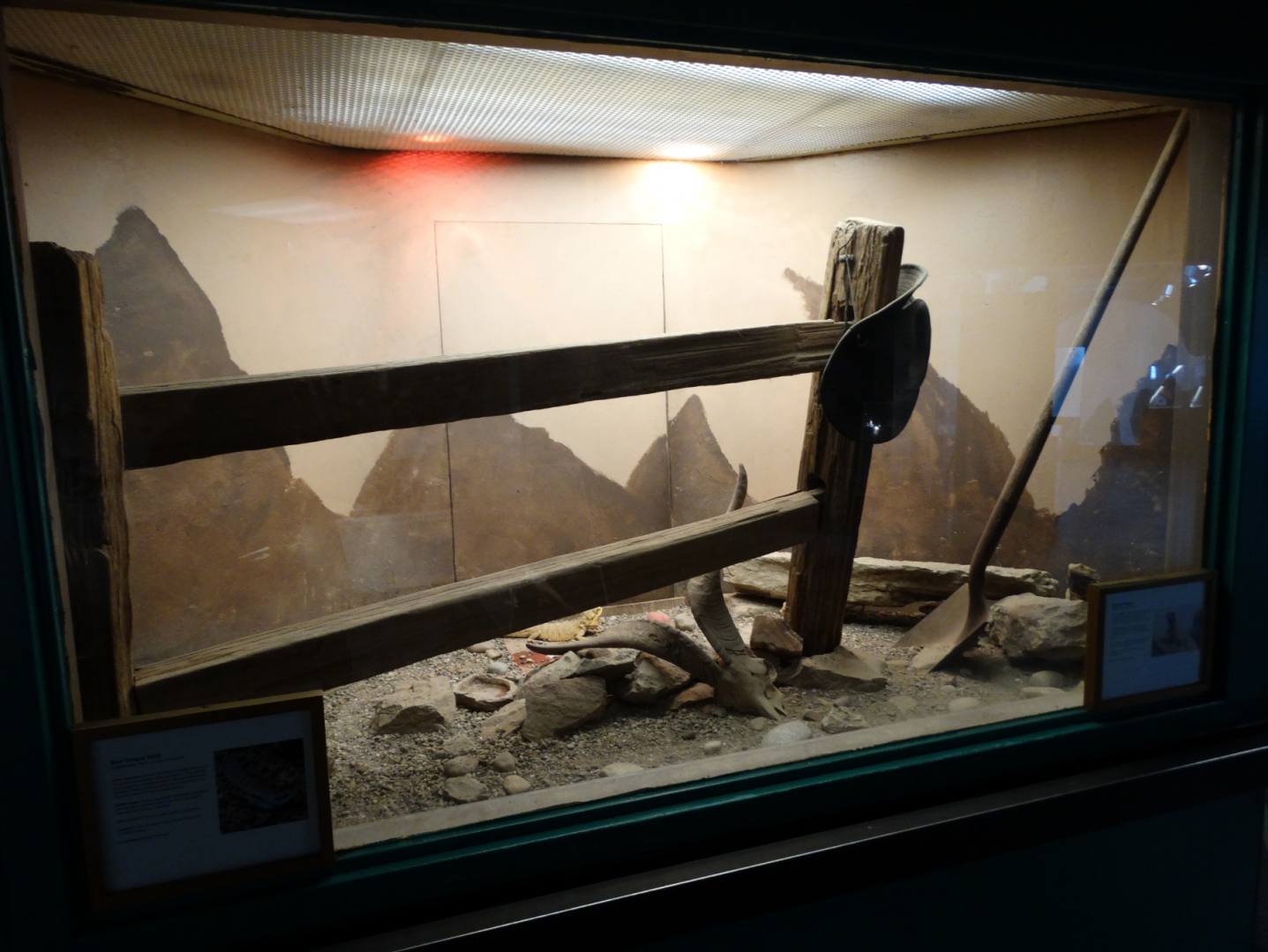 Feb. 2018 - MetaZoo Education Center - Blue Tonged Skink + Bearded Dragon Exhibit