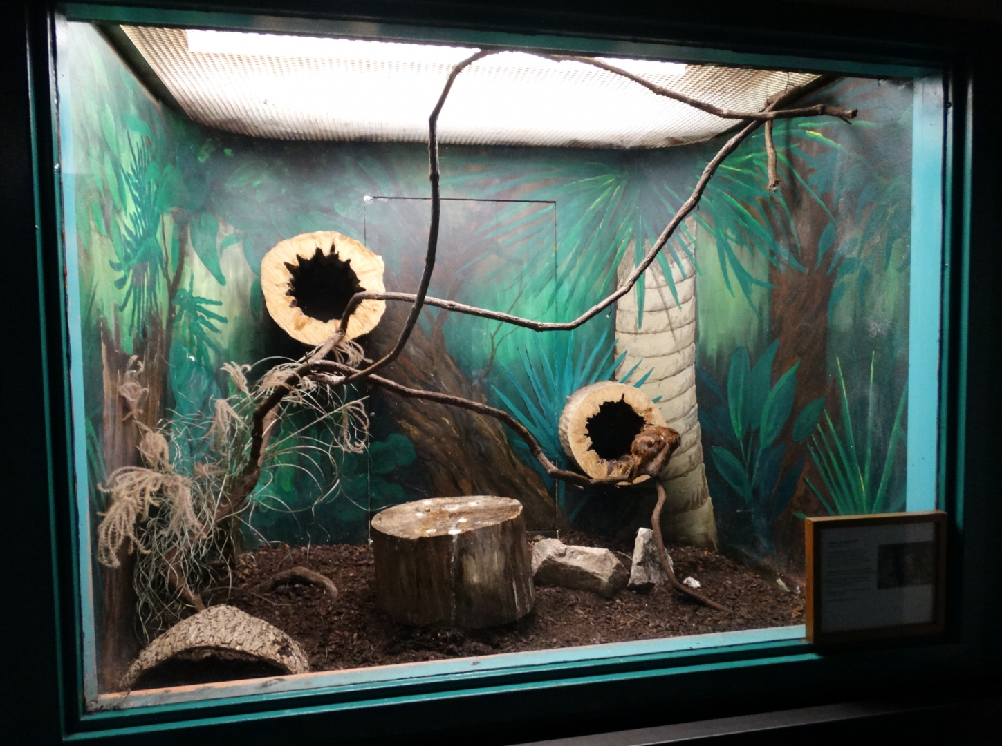 Feb. 2018 - MetaZoo Education Center - Eastern Screech Owl Exhibit