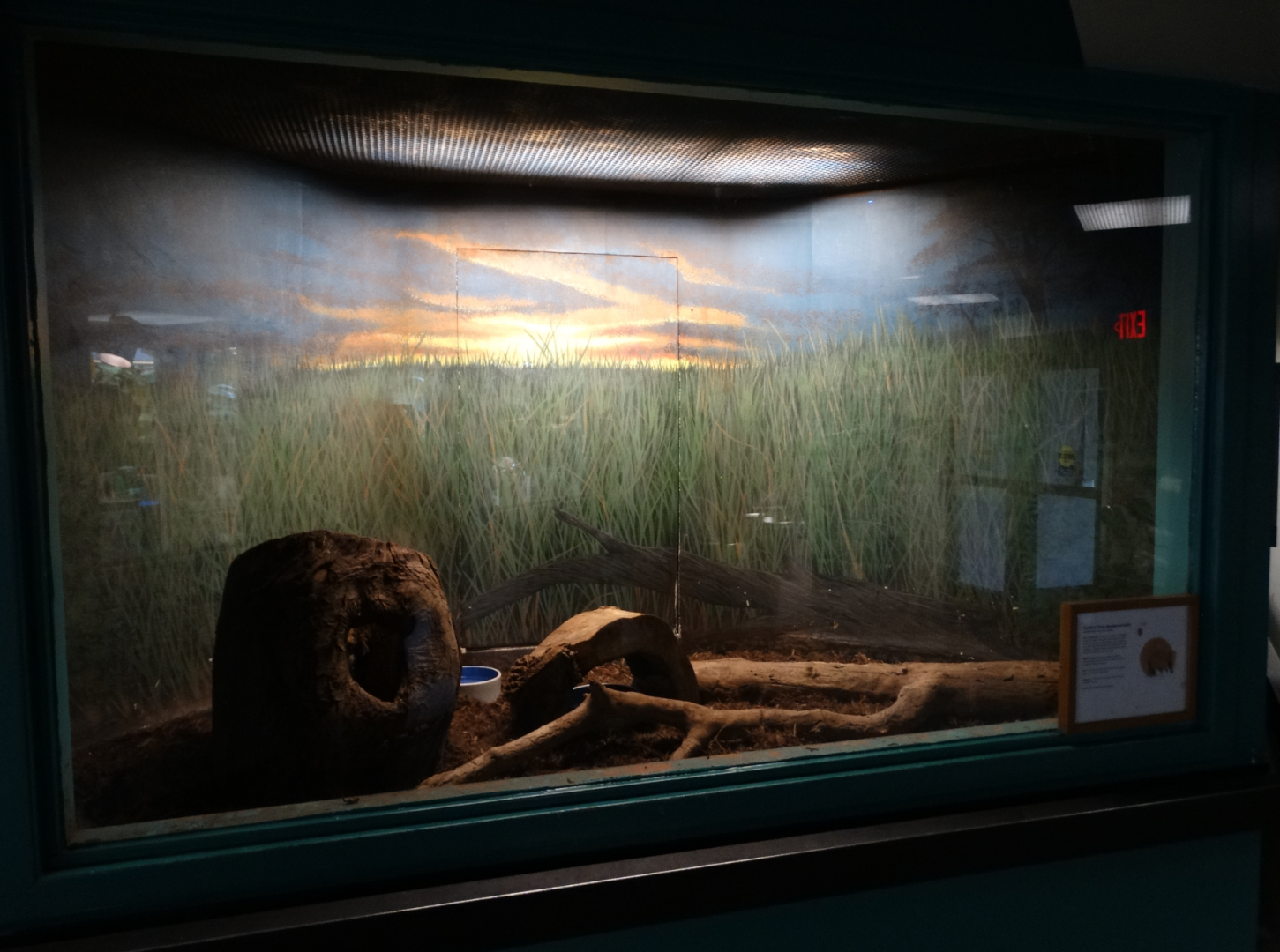 Feb. 2018 - MetaZoo Education Center - Three-banded Armadillo Exhibit