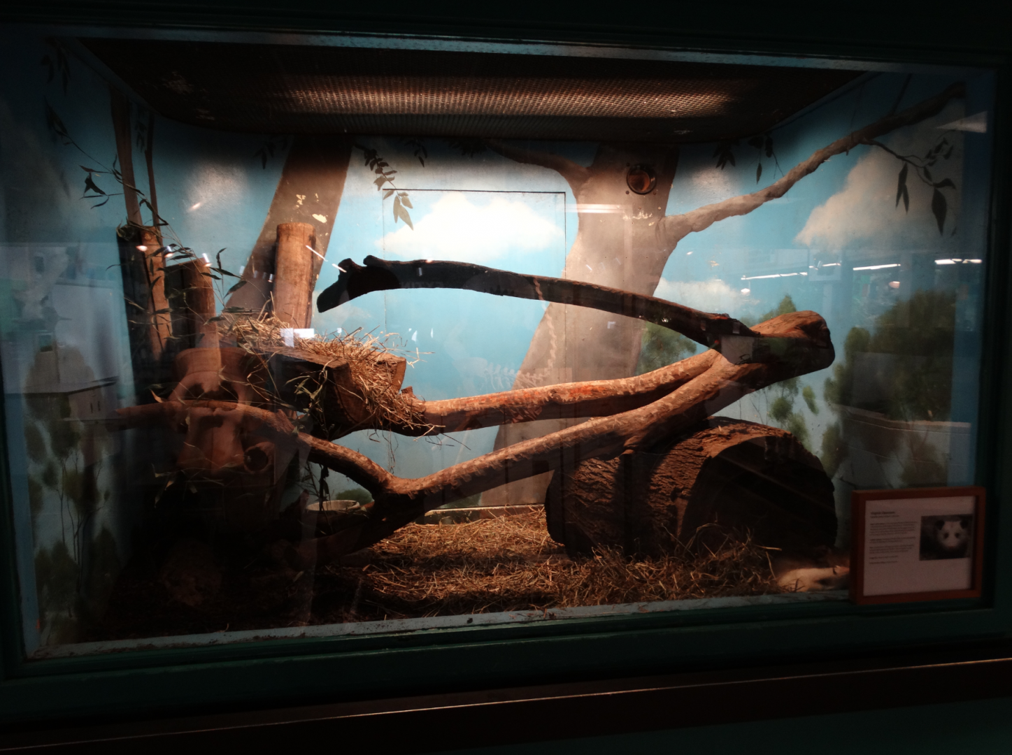 Feb. 2018 - MetaZoo Education Center - Virginia Opossum Exhibit