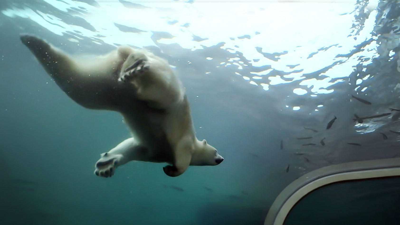 Feb. 2018 - North America - Polar Bear Overtop Underwater Viewing
