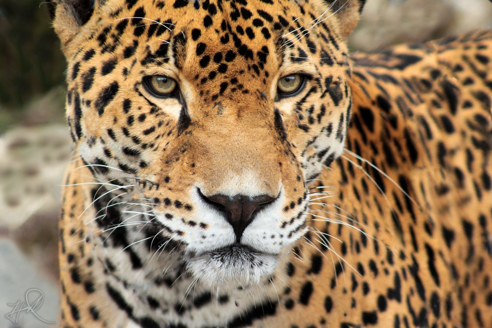 Feb. 2018 - South America - Jaguar