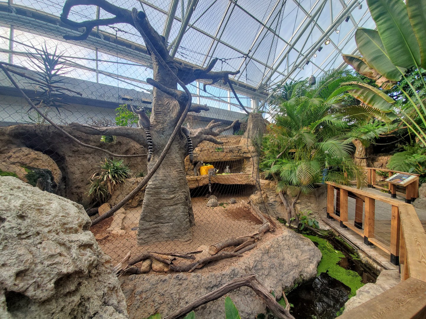 Feb. 2020 - The Ocean Journey - Lemur Forest (Second Half)