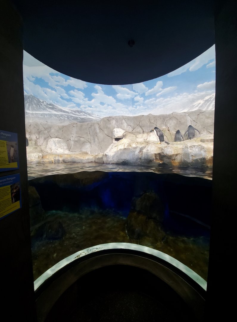 Feb. 2020 - The Ocean Journey - Penguins' Rock - Middle Viewing