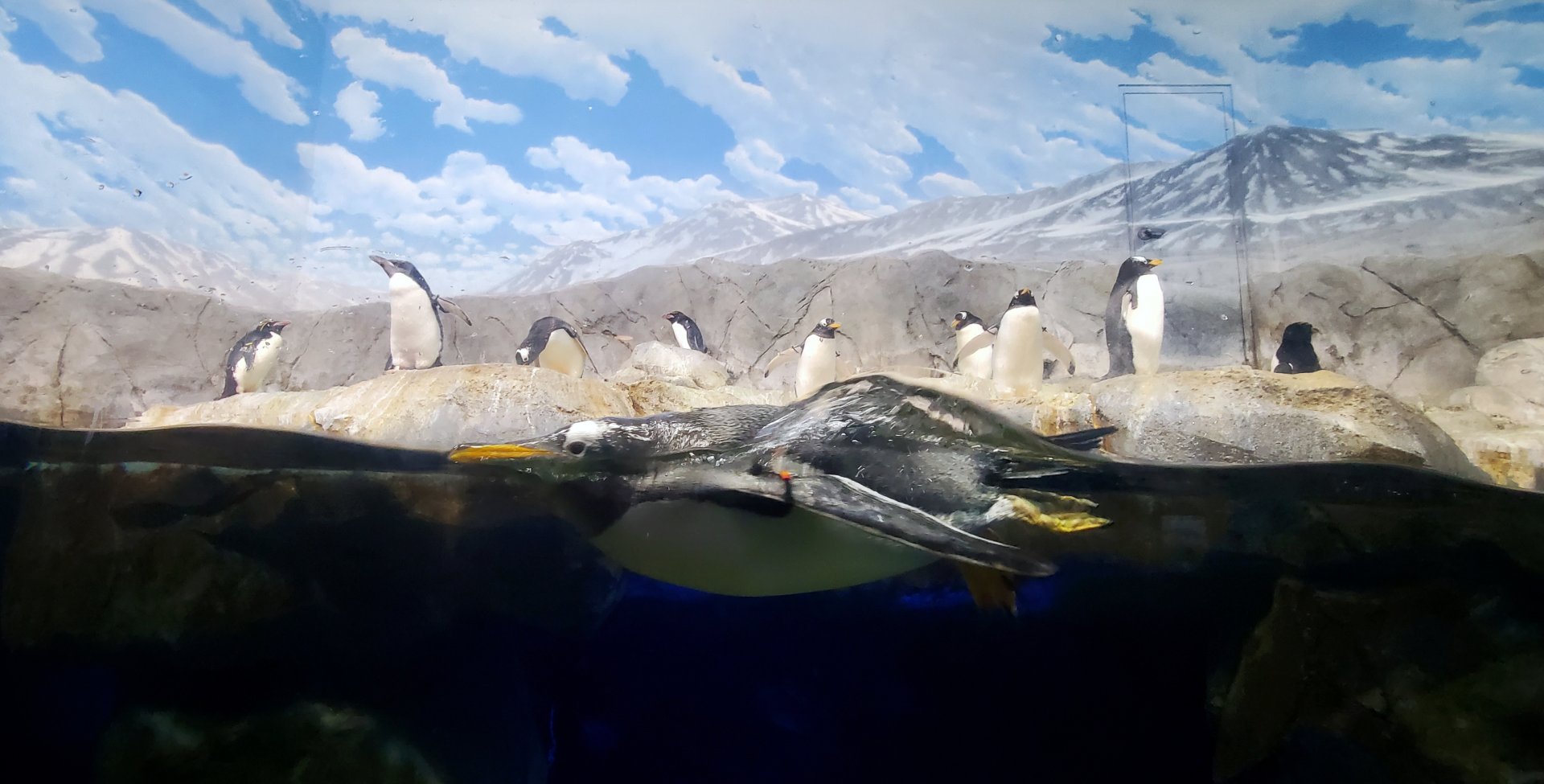 Feb. 2020 - The Ocean Journey - Penguins' Rock