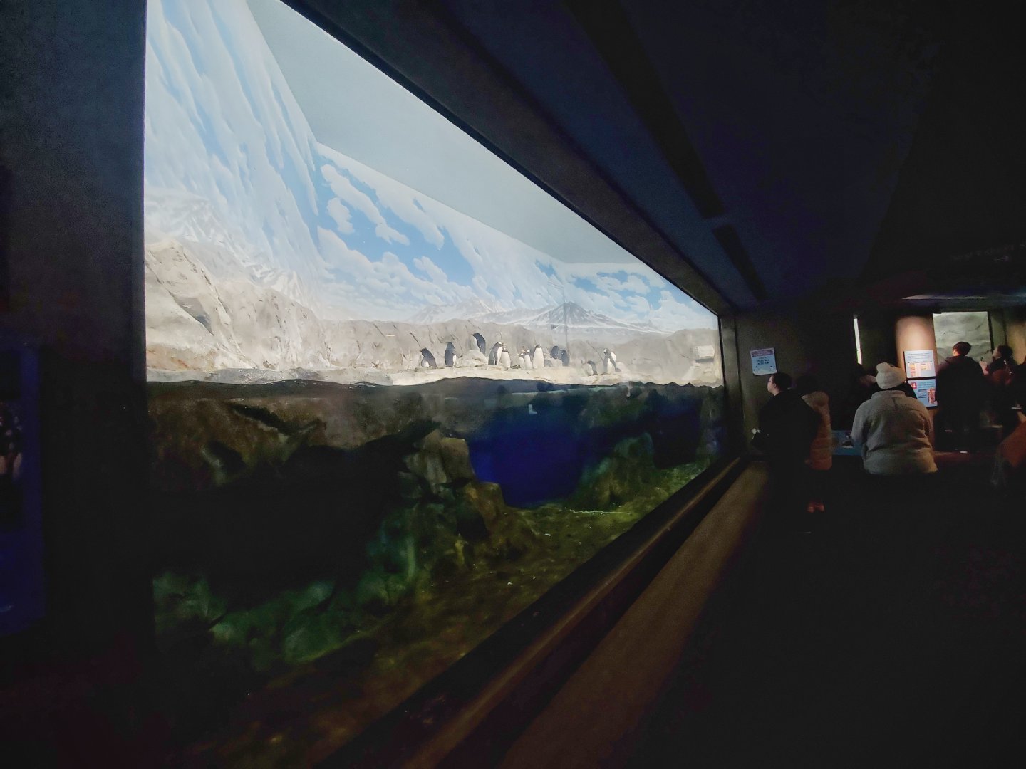 Feb. 2020 - The Ocean Journey - Penguins' Rock