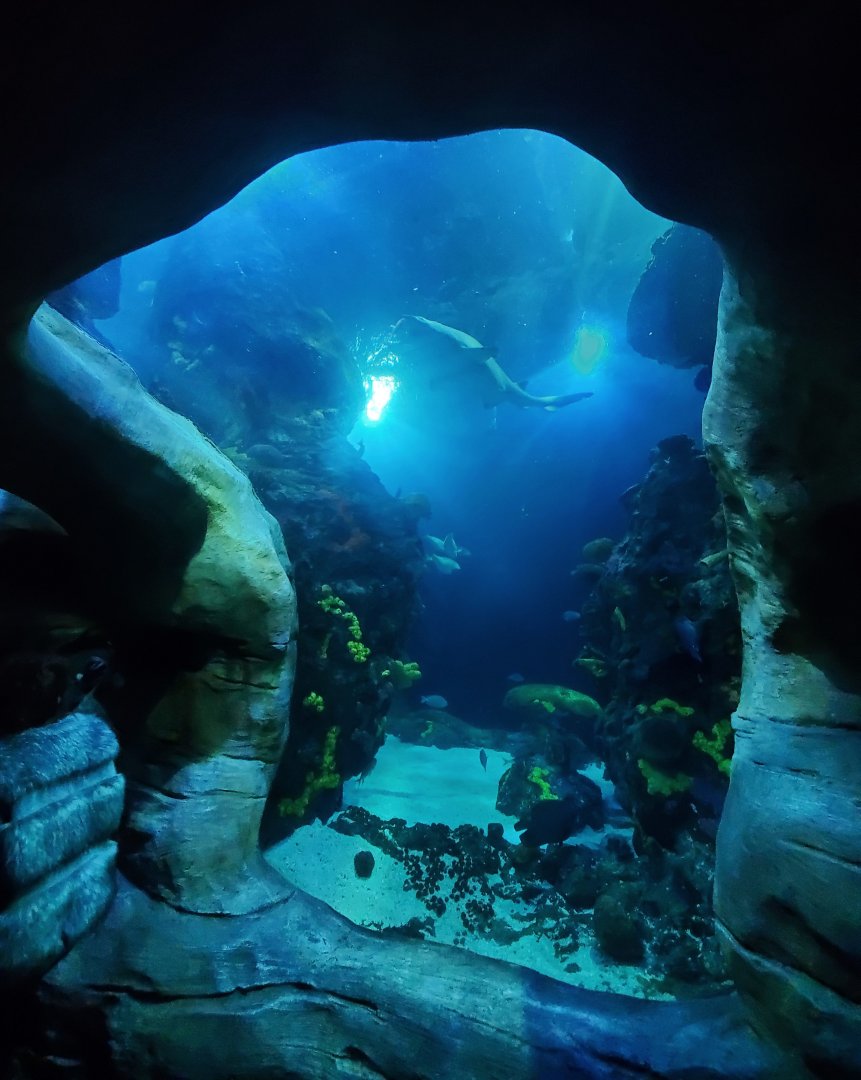 Feb. 2020 - The Ocean Journey - The Secret Reef (618,000 Gallons) - Undersea Caverns