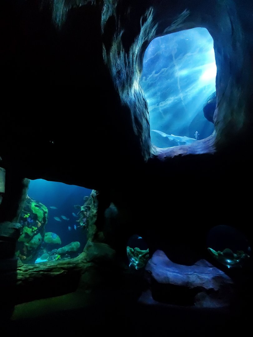 Feb. 2020 - The Ocean Journey - The Secret Reef (618,000 Gallons) - Undersea Caverns