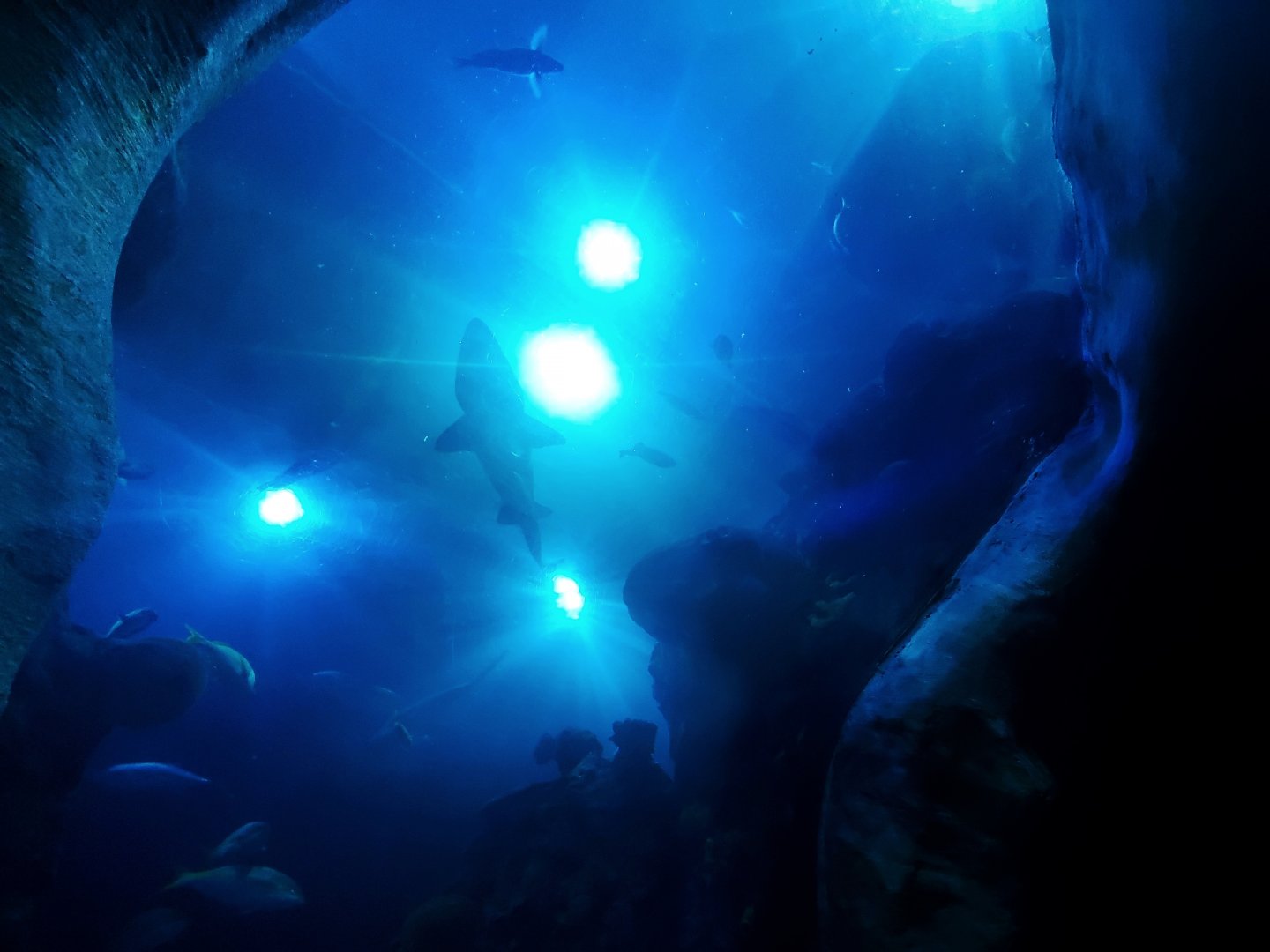 Feb. 2020 - The Ocean Journey - The Secret Reef (618,000 Gallons) - Undersea Caverns