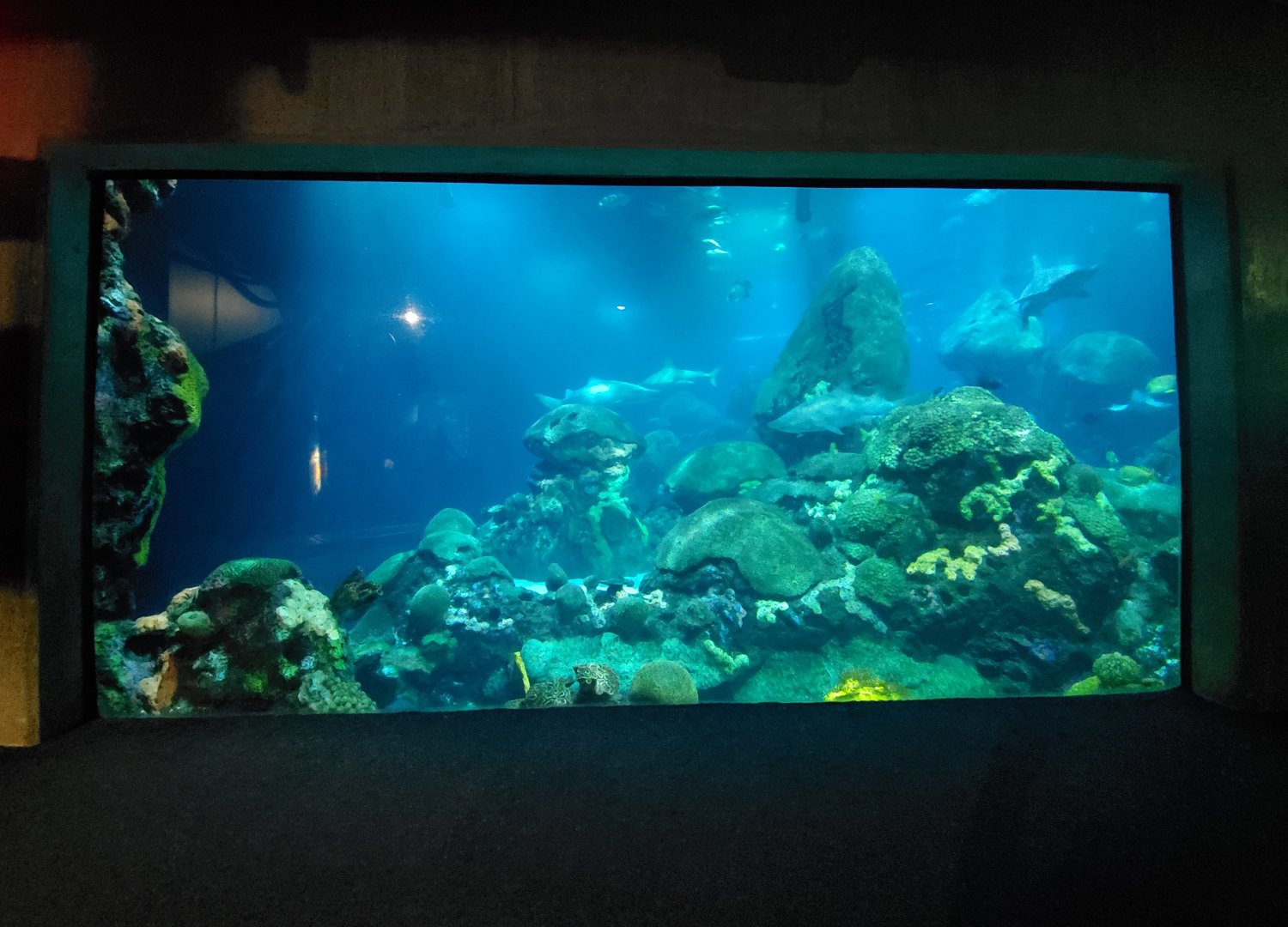 Feb. 2020 - The Ocean Journey - The Secret Reef (618,000 Gallons)