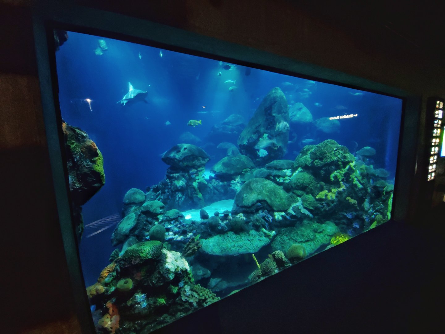 Feb. 2020 - The Ocean Journey - The Secret Reef (618,000 Gallons)