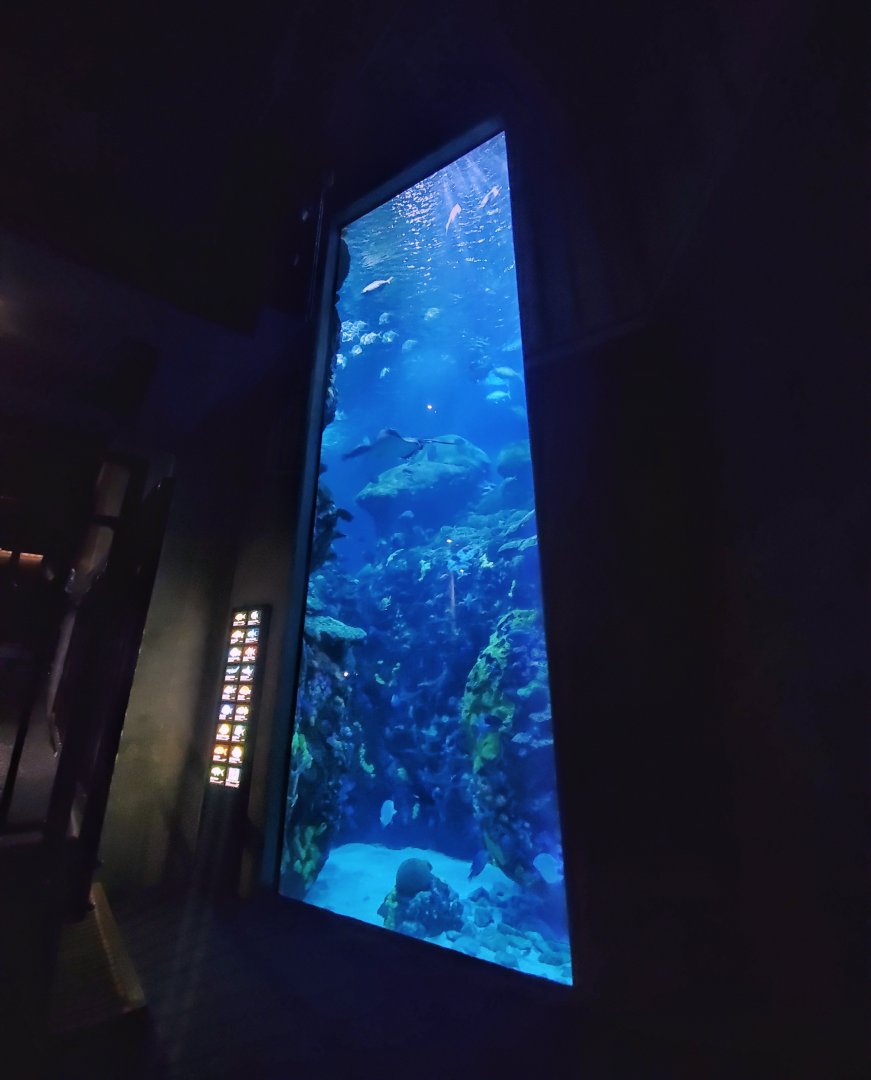 Feb. 2020 - The Ocean Journey - The Secret Reef (618,000 Gallons)