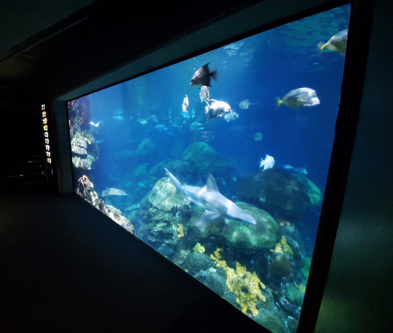 Feb. 2020 - The Ocean Journey - The Secret Reef - First Viewing