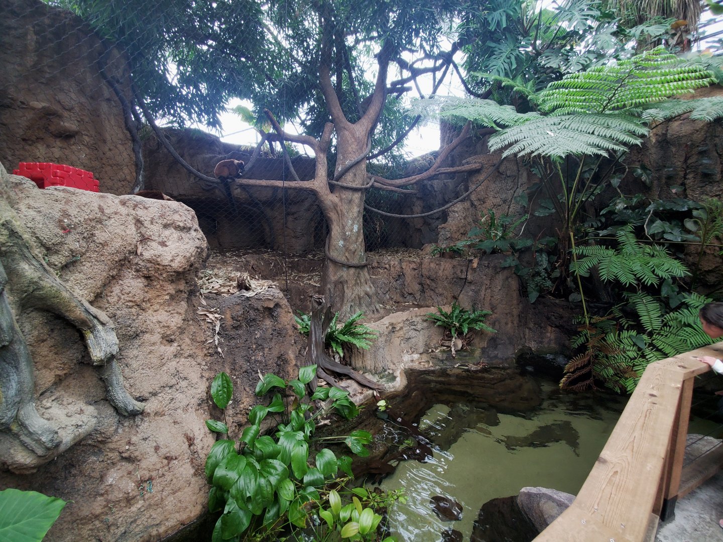 Feb. 2020 - The Ocean Journey - Tropical Cove - Lemur Forest + Stingray Exhibit