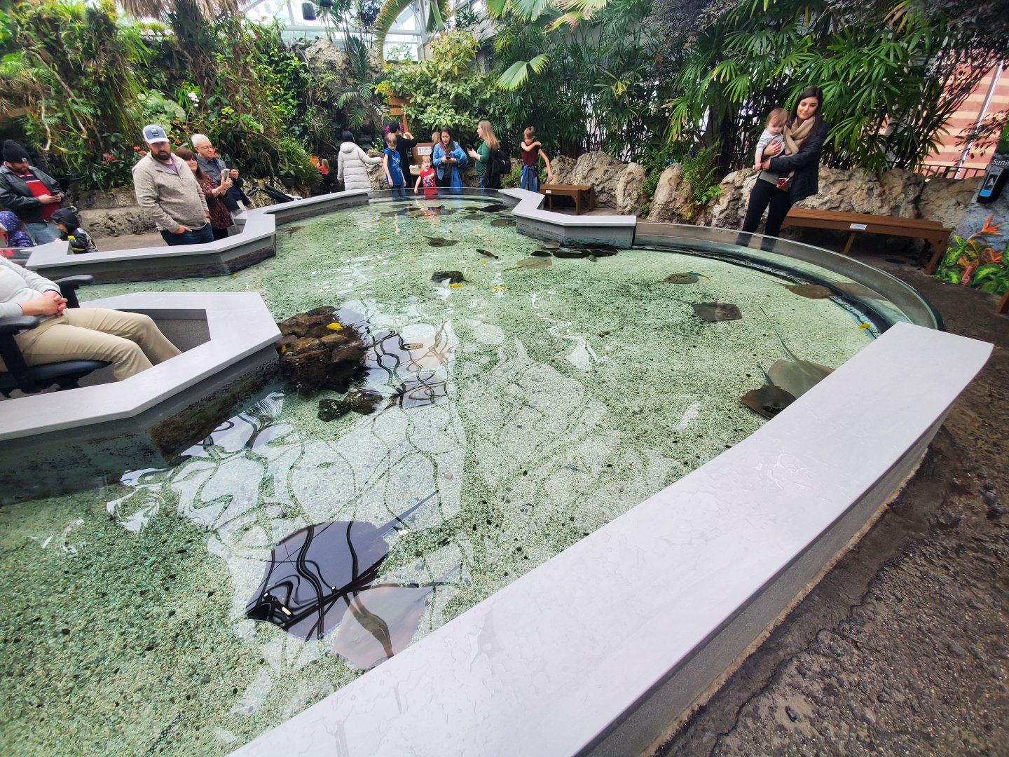 Feb. 2020 - The Ocean Journey - Tropical Cove - Stingray Bay