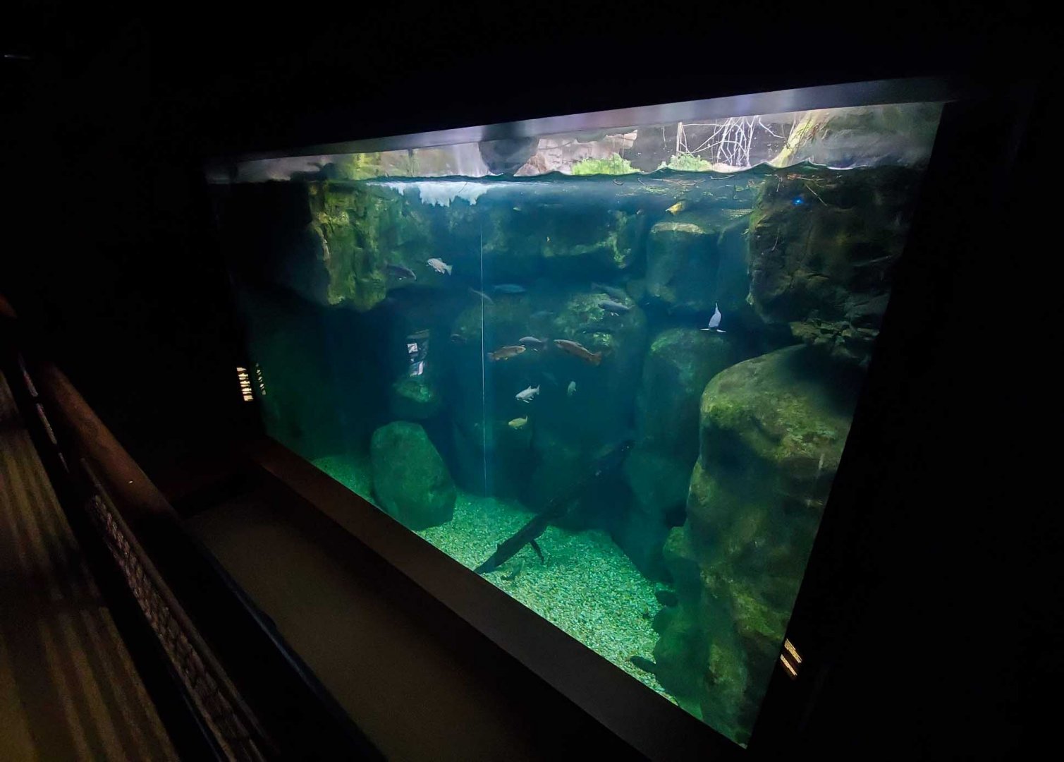 Feb. 2020 - The River Journey - Appalachian Cove Forest - 30,000 Gallon Mountain Sink