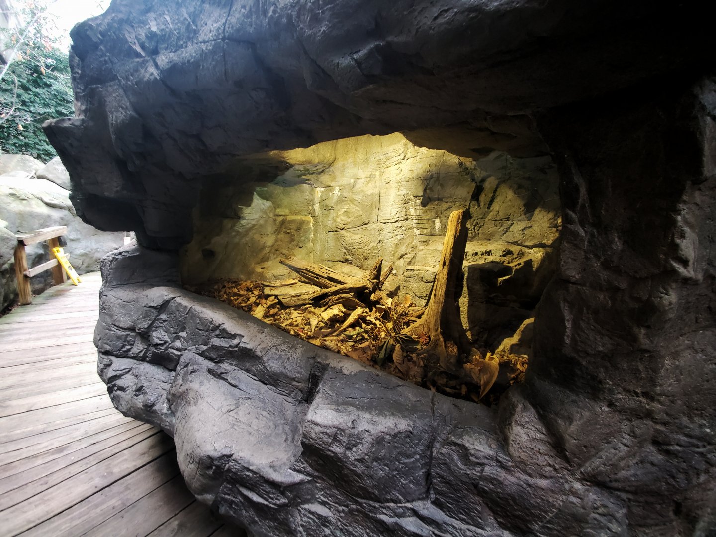 Feb. 2020 - The River Journey - Appalachian Cove Forest - Black Rat Snake Exhibit