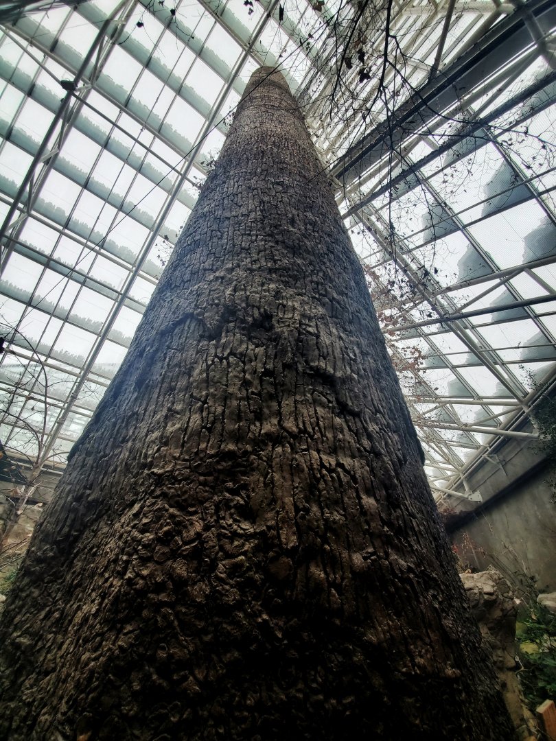 Feb. 2020 - The River Journey - Appalachian Cove Forest