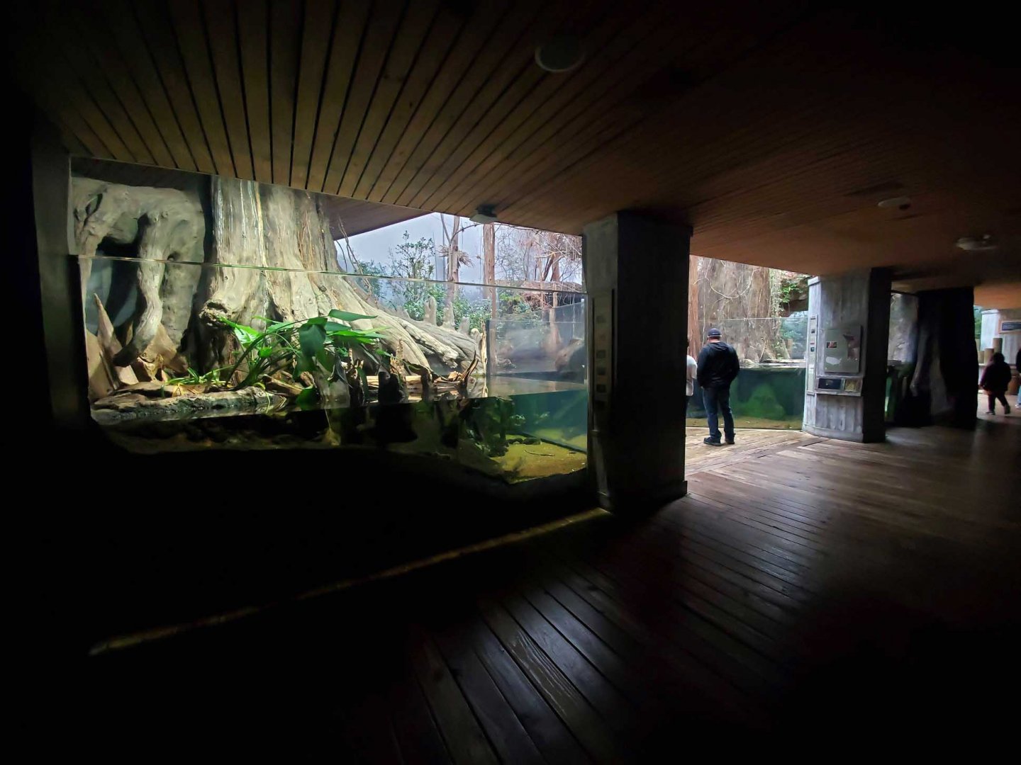 Feb. 2020 - The River Journey - Delta Country - American Alligator/Alligator Snapping Turtle/Others Exhibit