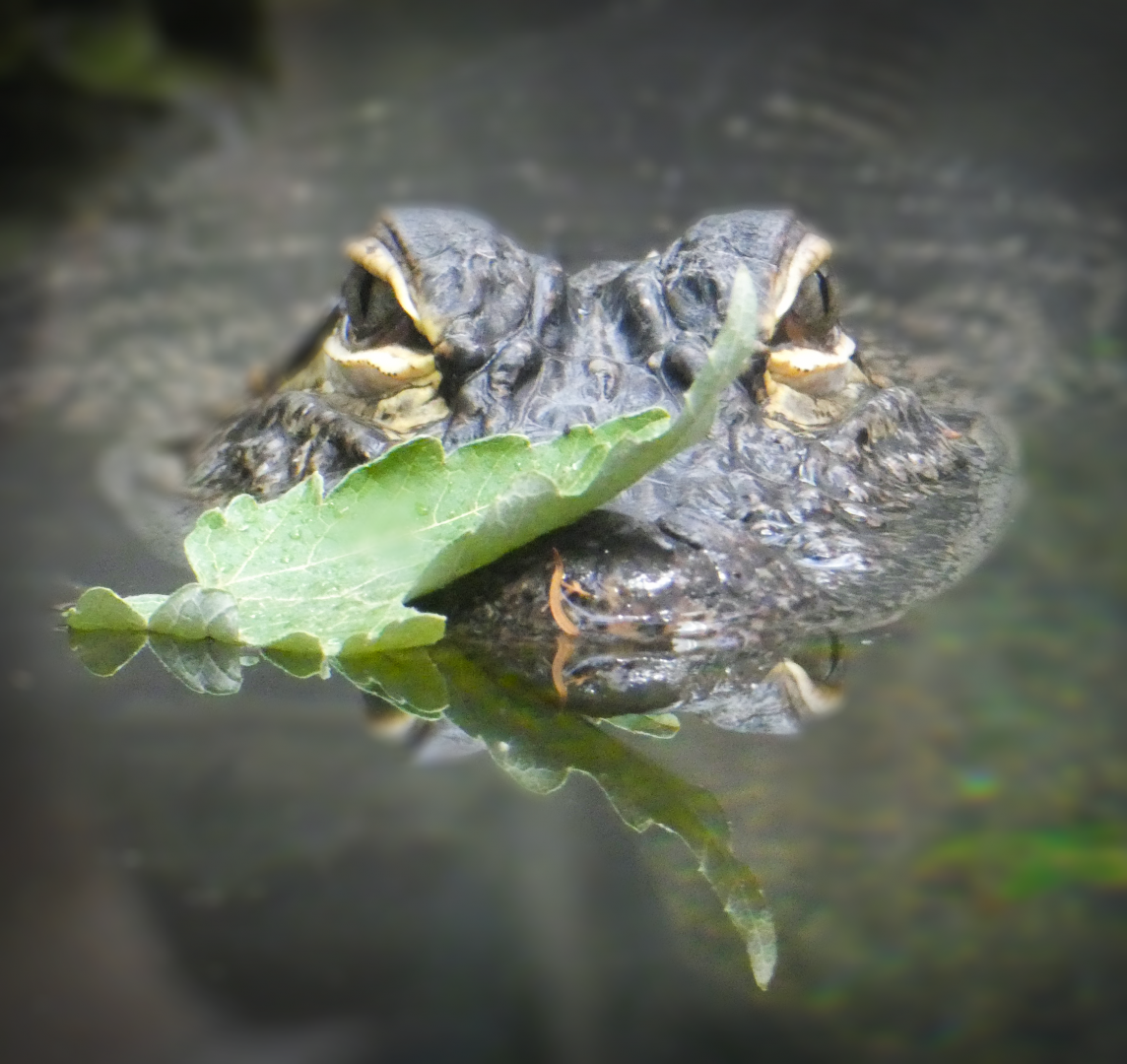 Feb. 2020 - The River Journey - Delta Country - American Alligator