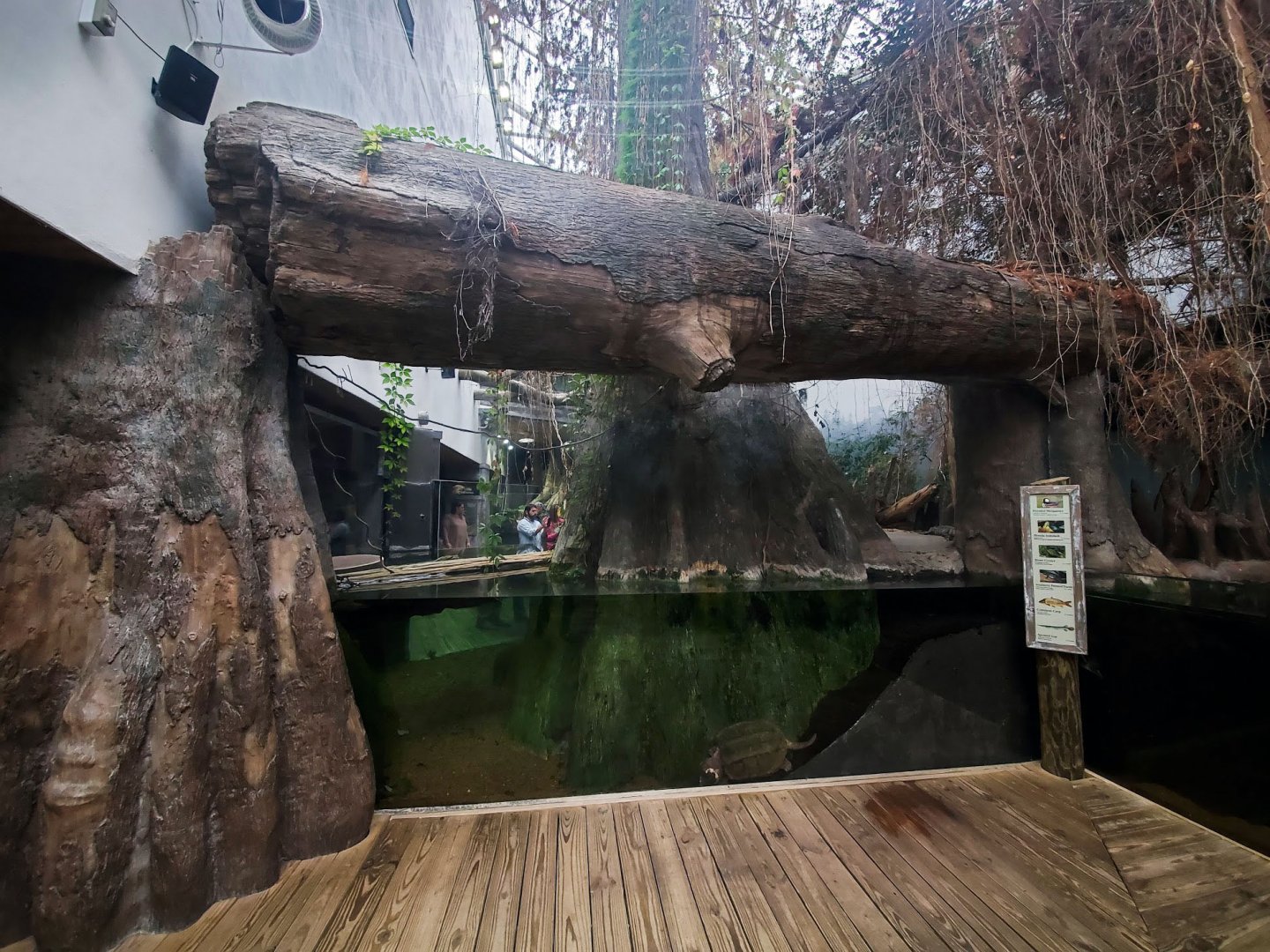 Feb. 2020 - The River Journey - Delta Country - Right Side of Alligator/Snapping Turtle Exhibit