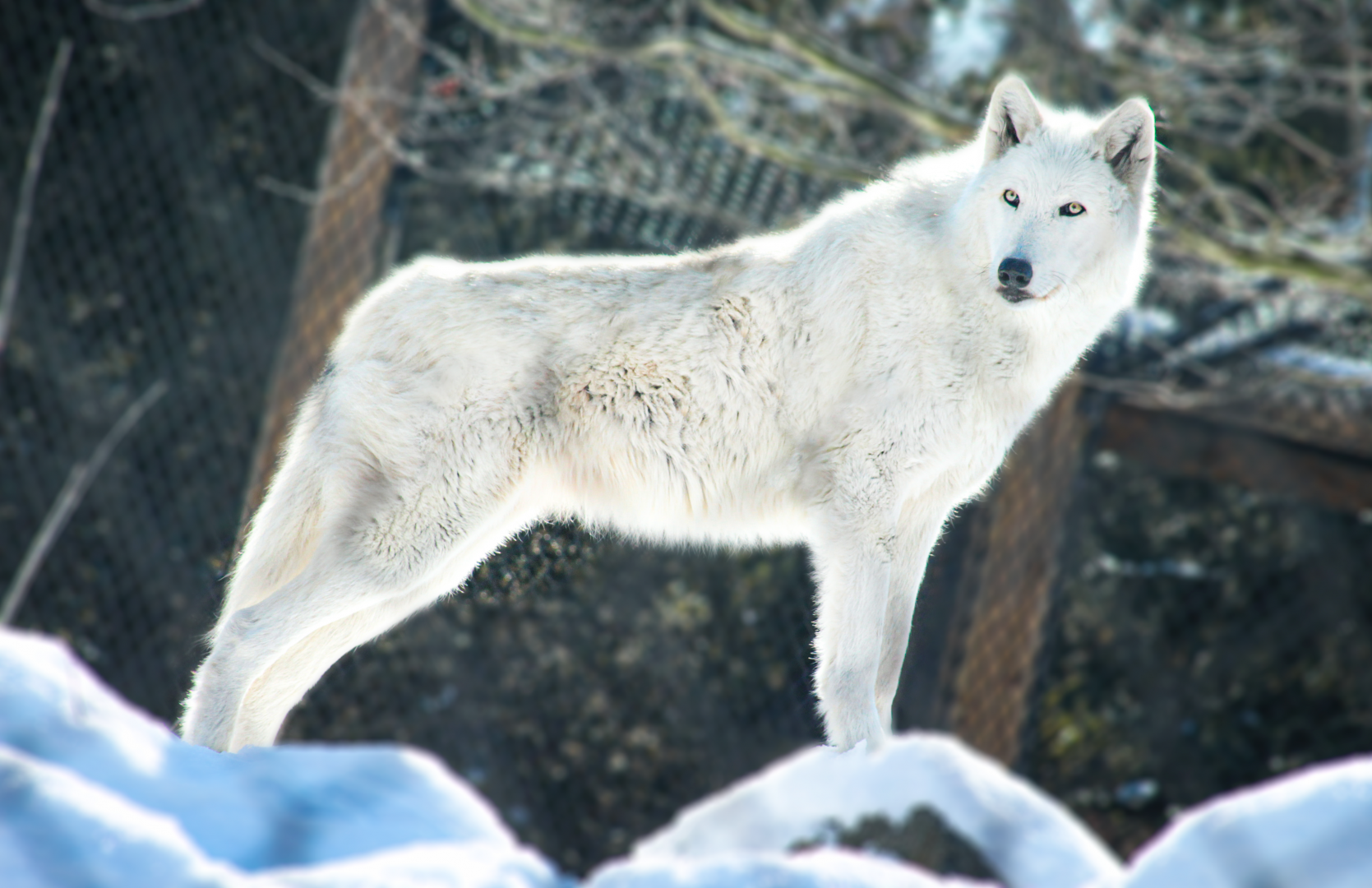 Feb. 2021 - Arctic Encounter - Grey Wolf