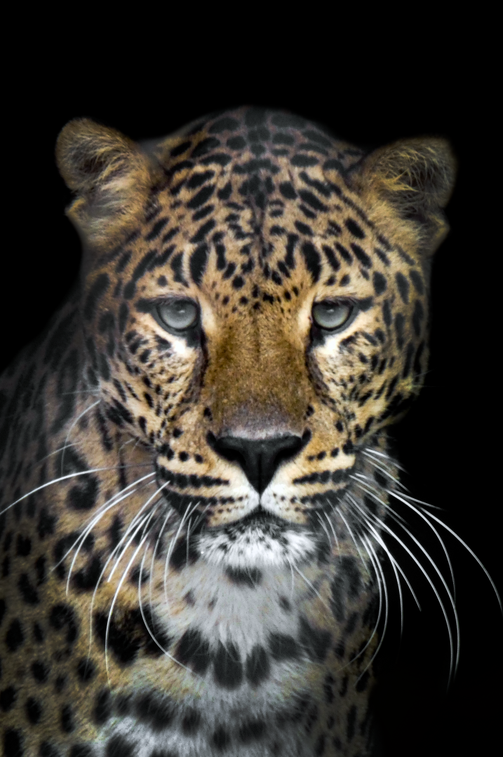 Feb. 2021 - Congo Expedition - African Leopard