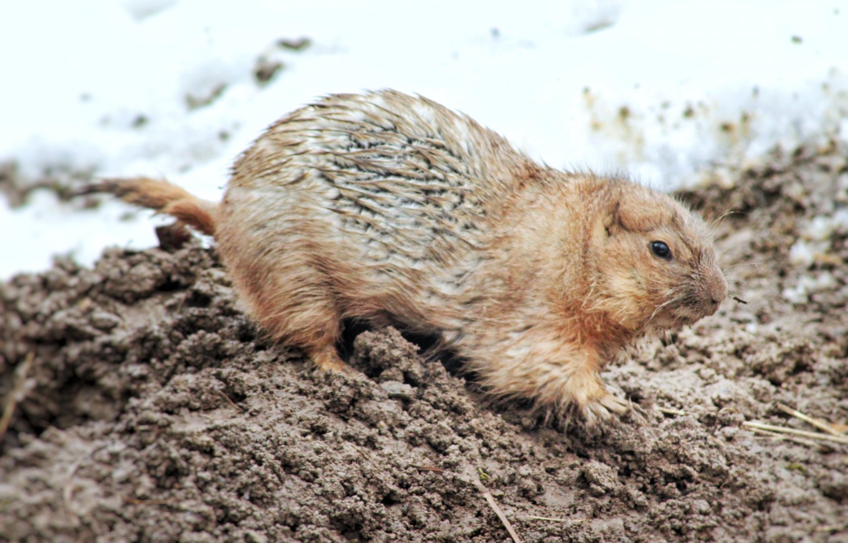 Feb. 2021 - North America - Black-tailed Prairie Dog