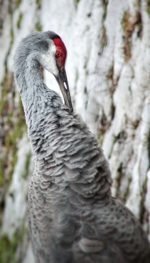 Feb. 2021 - North America - Sandhill Crane