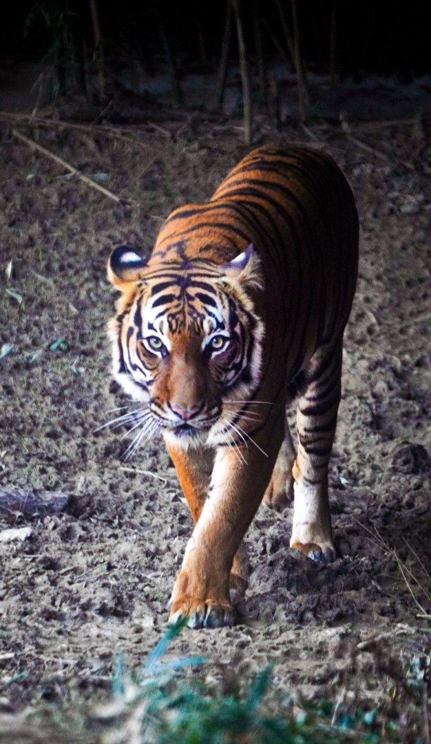 Feb. 2022 - Cat Canyon - Malayan Tiger