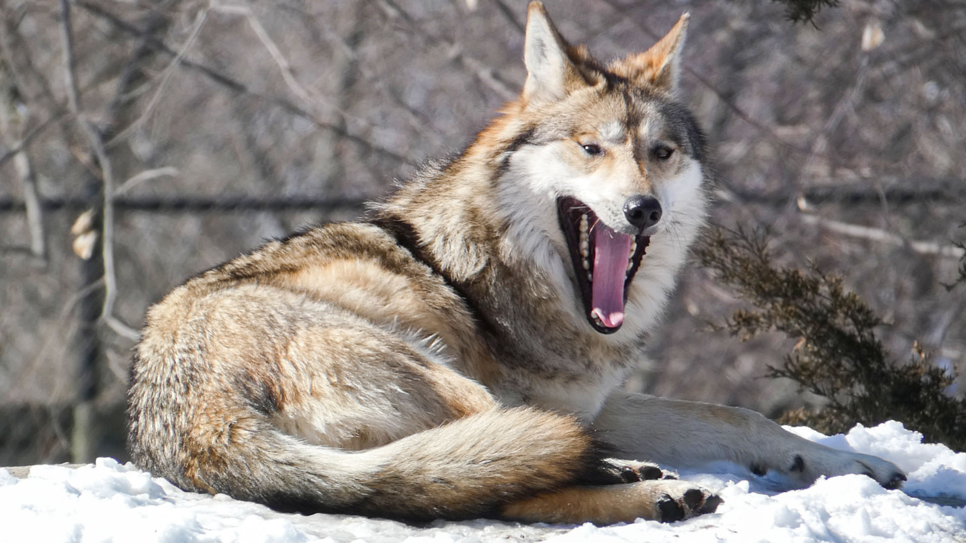 Feb. 2022 - Great Bear Wilderness - Three-legged Mexican Wolf