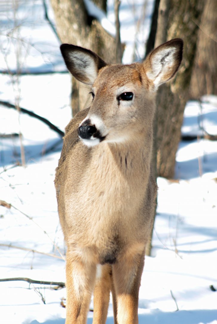 Feb. 2022 - Habitat Africa! The Forest - Wild White-tailed Deer
