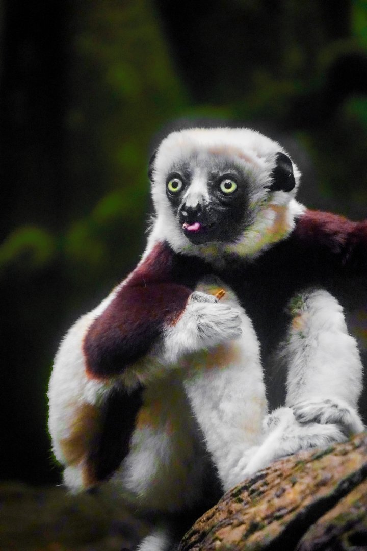 Feb. 2022 - Jungle Trails - Coquerel's Sifaka