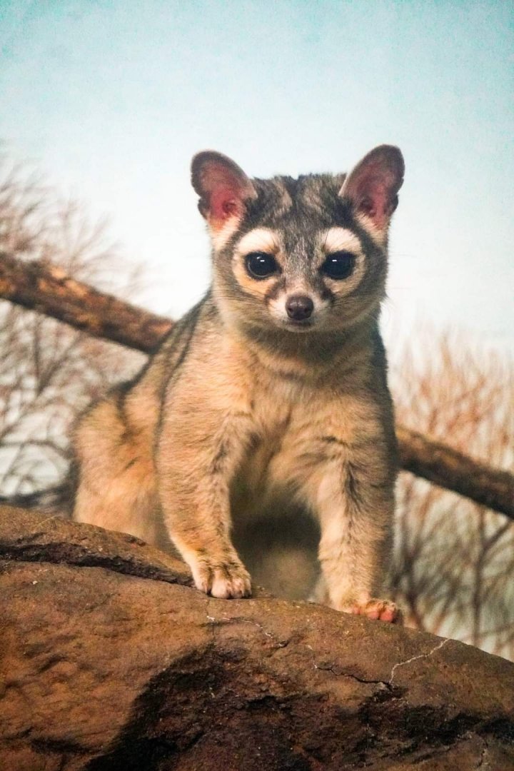 Feb. 2022 - Night Hunters - Ringtail (Willow)