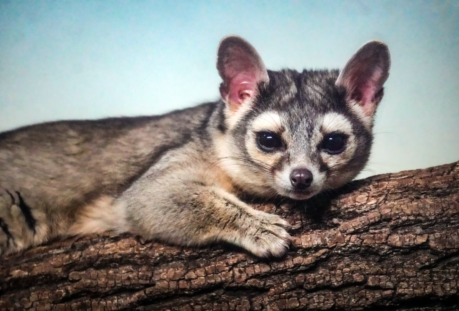 Feb. 2022 - Night Hunters - Ringtail