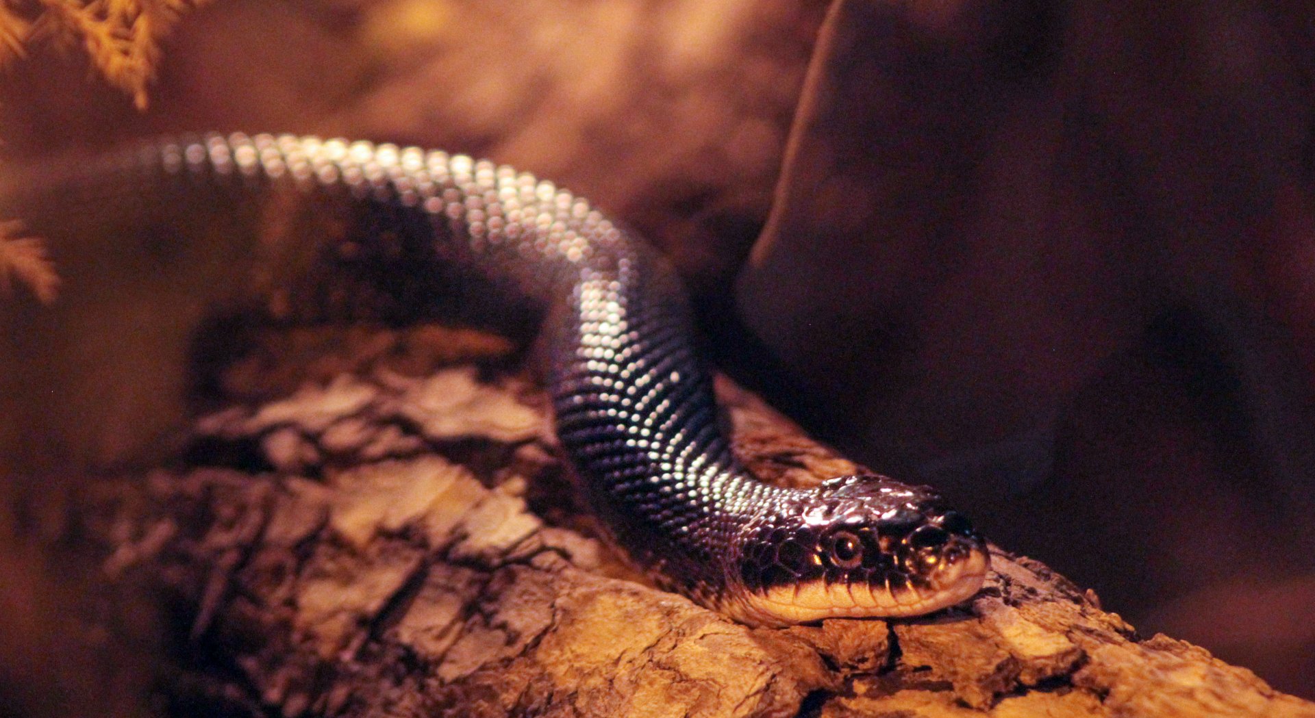Feb. 2022 - The Swamp - Black Rat Snake
