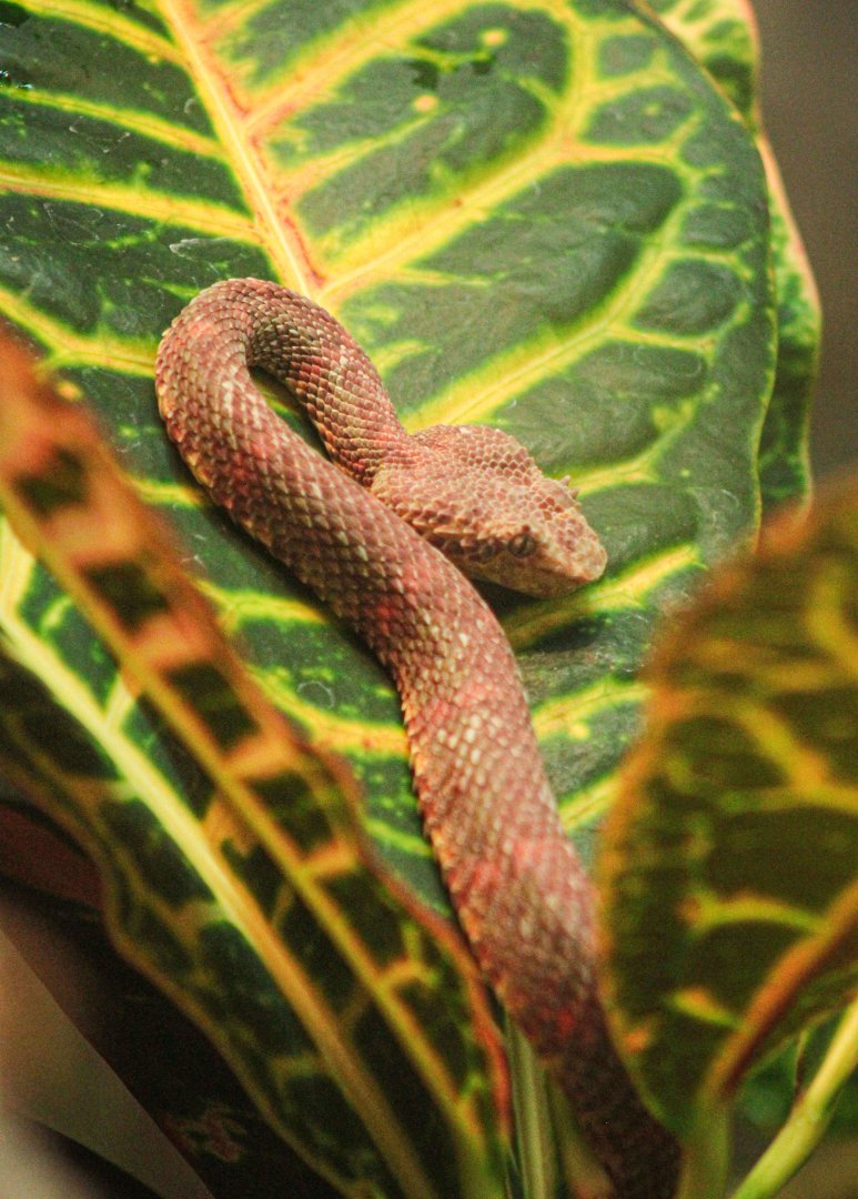 Feb. 2022 - The Swamp - Eyelash Viper