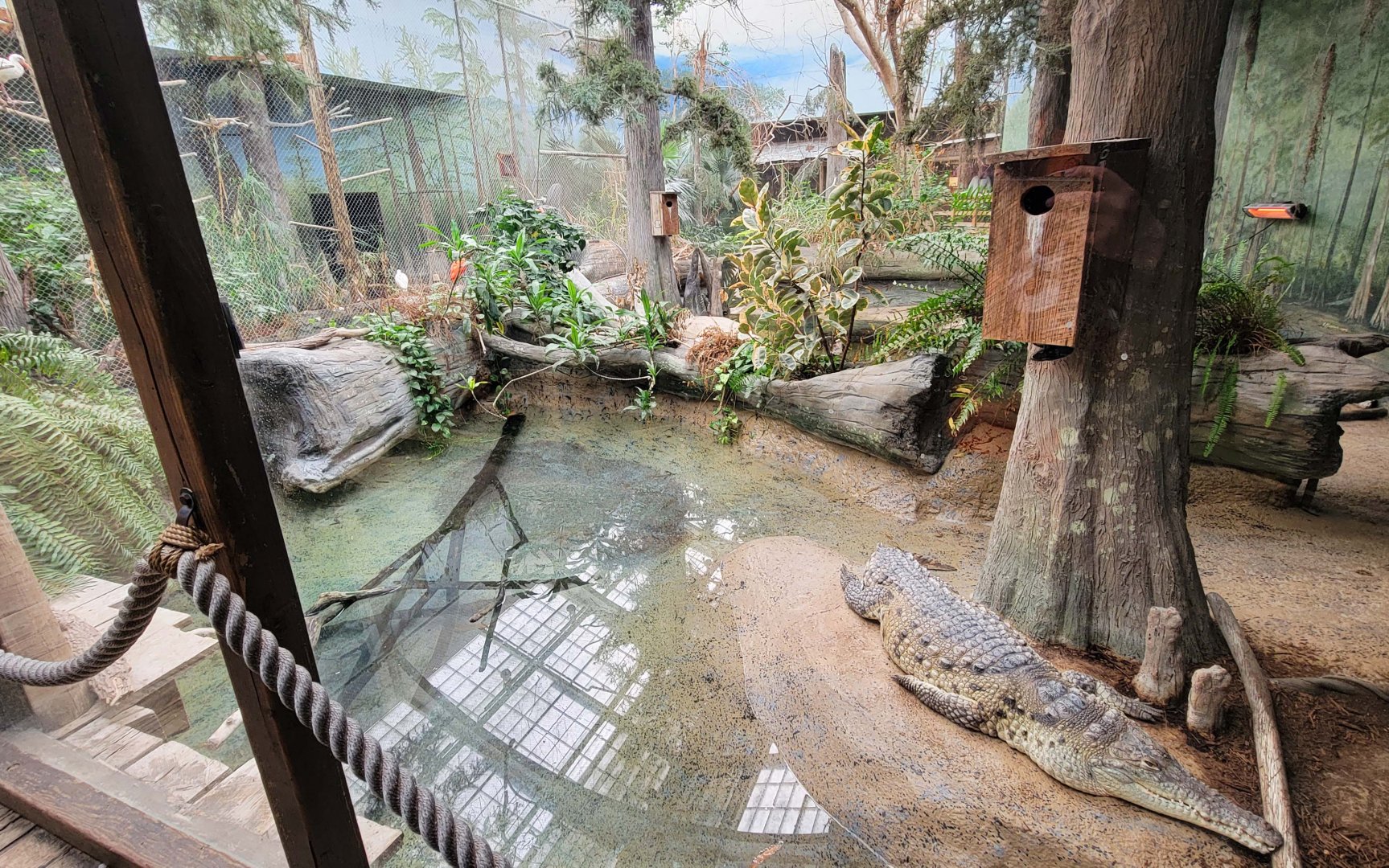 Feb. 2022 - The Swamp - Orinoco Crocodile Exhibit
