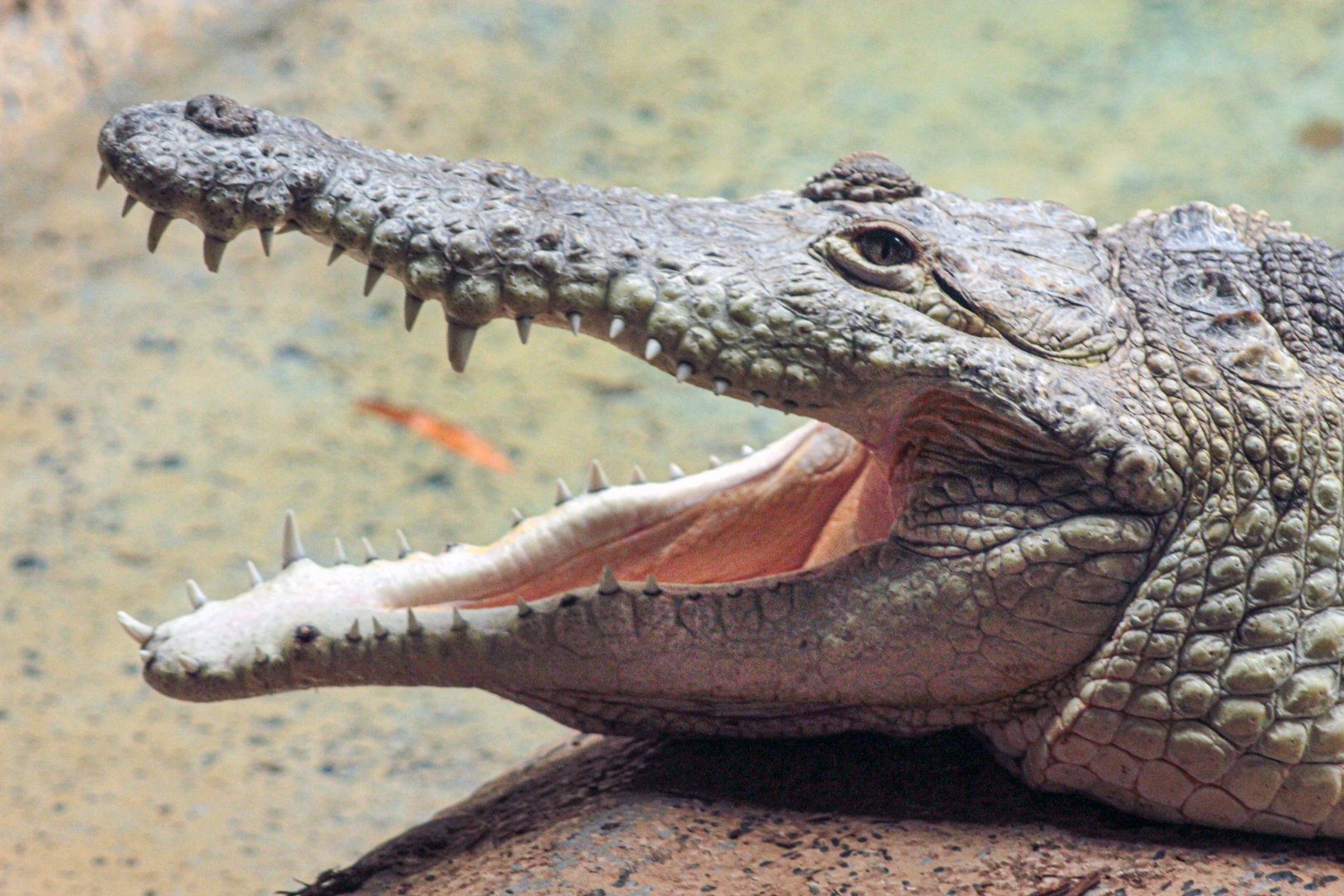 Feb. 2022 - The Swamp - Orinoco Crocodile