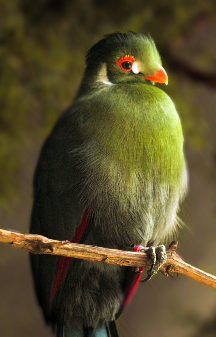 Feb. 2022 - The Swamp - White-cheeked Turaco