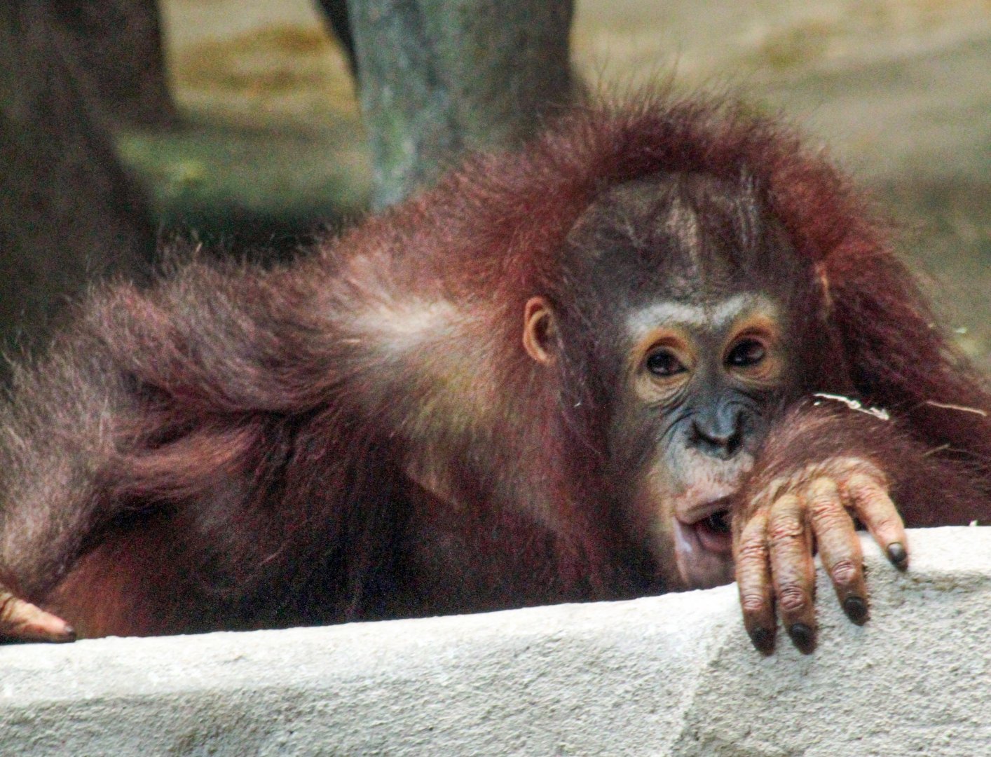 Feb. 2022 - Tropic World - Asia - Orangutan