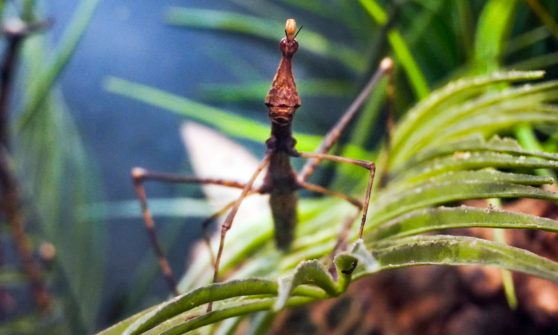 Feb. 2022 - World of the Insect - Defense & Escape - Giant Jumping Stick