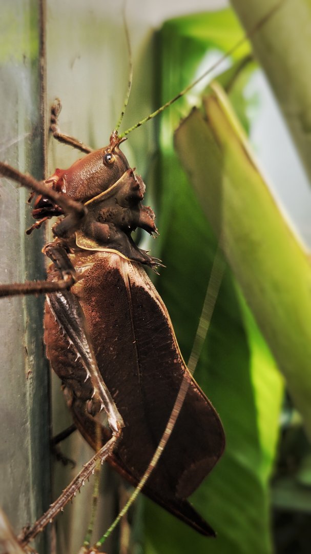 Feb. 2022 - World of the Insect - Dragon-headed Katydid