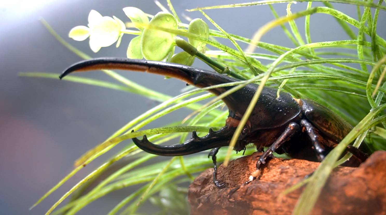Feb. 2022 - World of the Insect - Success of the Insect - Hercules Beetle