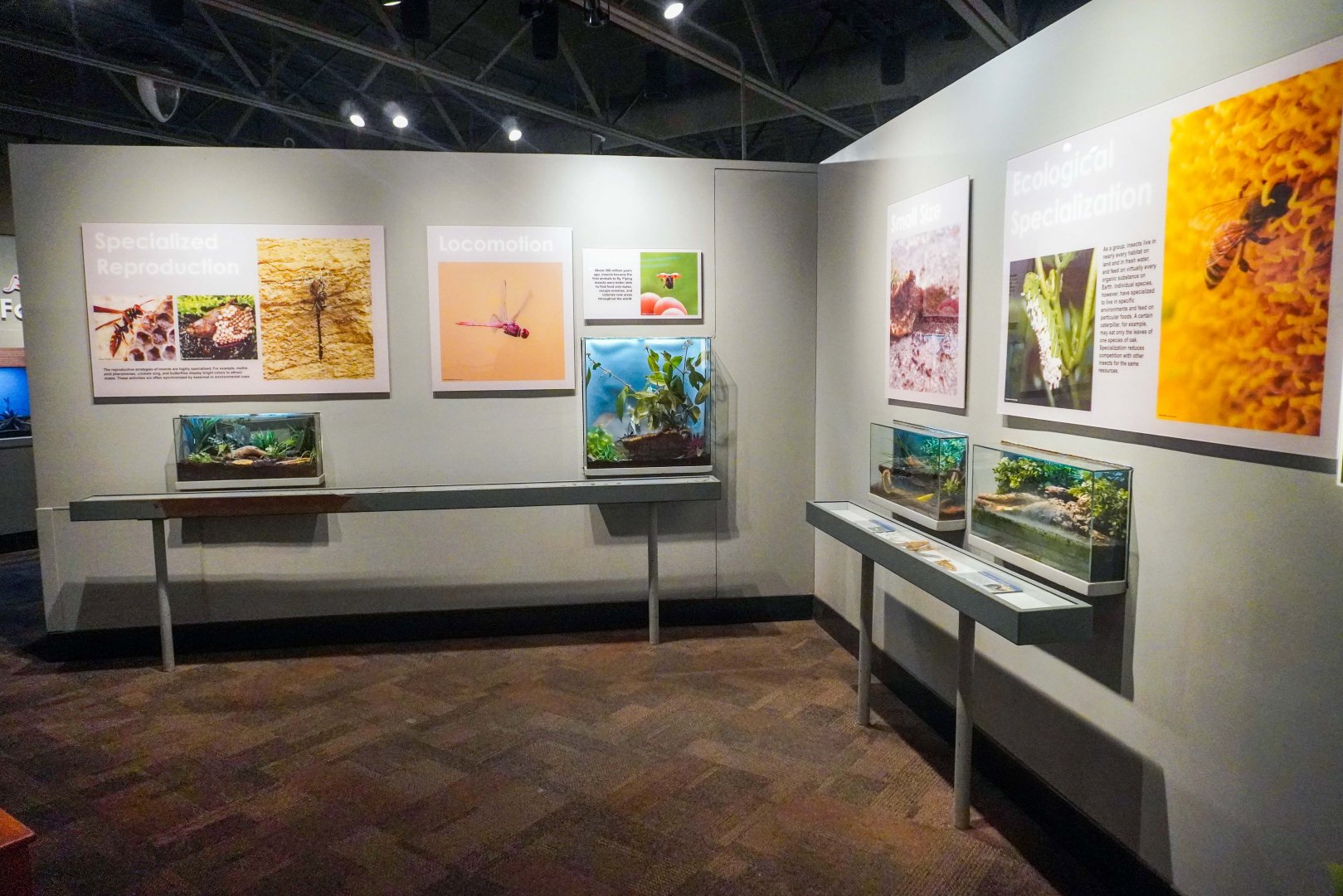 Feb. 2022 - World of the Insect - Success of the Insect Section